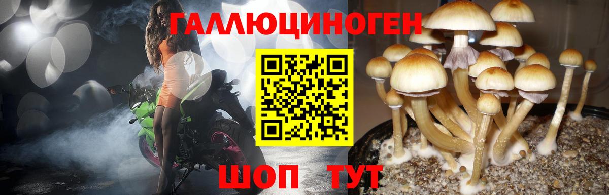 Канаш  Псилоцибиновые грибы мицелий  Вход с VPN  Галлюциногенные грибы Psilocybine cubensis 